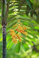 fecha palma Fruta - sellando cera palma en el árbol foto