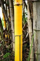 Fresh yellow bamboo stalks tree with green pattern on agricultural bamboo forest photo