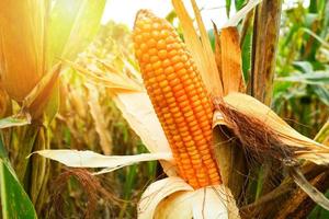 Ripe corn cob on tree wait for harvest in corn field agriculture photo