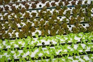 Vegetable hydroponic system young fresh red and green cos lettuce salad growing garden hydroponic farm photo