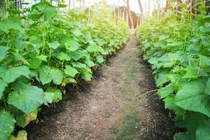 Cucumber plant growing in farm field plantation vegetable cucumber organic agriculture in Asia photo