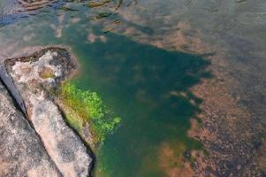 Spirogyra freshwater algae - seaweed freshwater in the river stream can live in clean water, green aquatic weed - common names include water silk, mermaid's tresses, and blanket weed photo