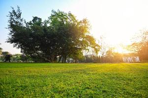 Grass on the field sunrise or sunset landscape in the summer time , Natural green grass field in sunrise in the park with tree sunshine on the grass green environment public park use as natural photo