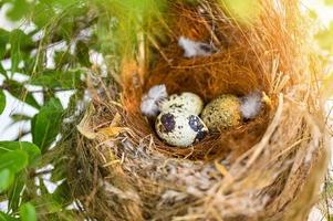 bird nest on tree branch with three eggs inside, bird eggs on birds nest and feather in summer forest photo