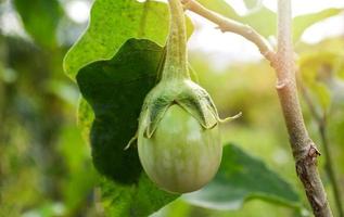 Fresh green thai eggplant organic on tree in the vegetable agricultural farm in eggplant field photo