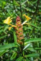 hophead puerco espín flor - barleria lupulina lindl flor en jardín herbario medicamentos en tailandés foto