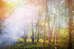 Tree smoke from bonfire fire burning grass in the forest on the summer photo