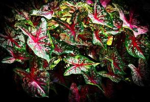 Colorful leaf Caladium bicolor on dark background Queen of the Leafy Plants photo