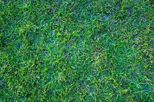 Grass field background , nature green grass green meadow grass field for football , natural background or backdrop - Green grass texture from a field - top view photo