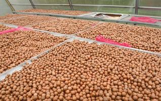 Macadamia nuts in the making dried fruit in room temperature control to dry baked with sunlight - Fresh macadamia nut shell from natural high protein for to drying photo