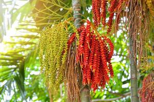 fecha palma Fruta maduro - sellando cera palma en el árbol foto