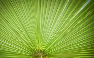 Natural green patterns - big green palm tree leaf texture on natural and sunlight background photo