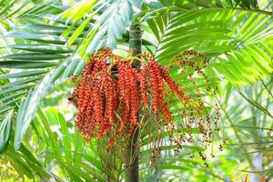 fecha palma Fruta maduro - sellando cera palma en el árbol foto