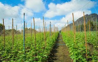 Cucumber plant growing in farm field plantation vegetable cucumber organic agriculture in Asia photo