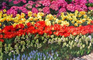 Colorful Tulips flower decoration in the garden Beautiful tulips field blooming spring floral background photo