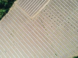 high angle view of agriculture , aerial view rows of crop fields top view - rows of soil planting plant sowing seeds on a plantation in the farm and agricultural concept. photo