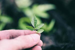 planta en mano para plantando en el jardín - trabajos de jardinería pequeño planta a espalda yarda foto