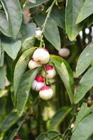 Fruta de melientha suavis pierre planta en árbol opiliáceas o pak pálido vegetal foto