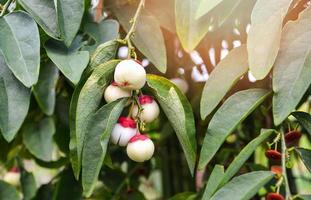 Fruta de melientha suavis pierre planta en árbol opiliáceas o pak pálido vegetal foto