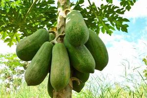 Organic green papaya fruits on tree in the nature garden photo