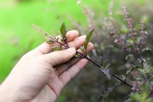 santo albahaca en mano en naturaleza antecedentes rojo o púrpura albahaca hierbas y comida tailandés Asia foto