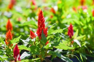 vistoso flor celosia Argentea o con penacho cresta de gallo florecer en el primavera jardín foto