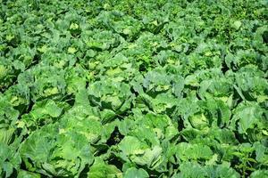 Fresh cabbage in the farm garden vegetable organic background Green  cabbage field photo