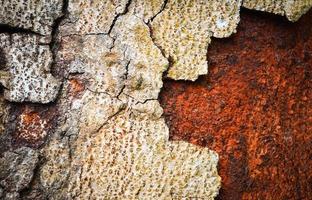 Broken Bark crack texture tree bark peeling on nature on background photo