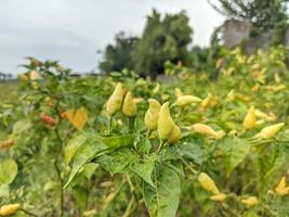 The chili tree bears fruit photo