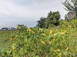 Chili trees bear fruit in the garden photo