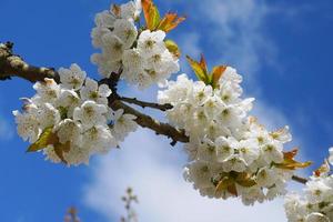 Beautiful and delicate cherry flowers in the morning sun on blue skype close up. Cherry blossom. photo