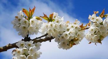 Beautiful and delicate cherry flowers in the morning sun on blue skype close up. Cherry blossom. photo