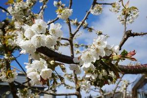 Beautiful and delicate cherry flowers in the morning sun on blue skype close up. Cherry blossom. photo