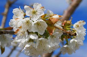 Beautiful and delicate cherry flowers in the morning sun on blue skype close up. Cherry blossom. photo