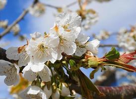 Beautiful and delicate cherry flowers in the morning sun on blue skype close up. Cherry blossom. photo