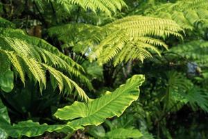 Nature photography, close-up of leaves in the forest photo