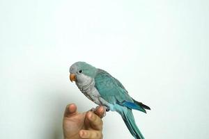 monk parakeet Myiopsitta monachus or Quaker parrot eat parrot pet portrait sitting on shoulders and eating a treat  isolated on white background. photo