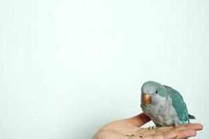 monk parakeet Myiopsitta monachus or Quaker parrot eat parrot pet portrait sitting on shoulders and eating a treat  isolated on white background. photo