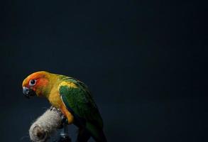 Sun conure parrot or bird Beautiful is aratinga  black background photo