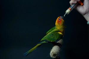 Sun conure parrot owner feeding baby food black background photo