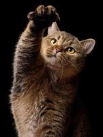 Adult gray cat raised his front paw, black background photo