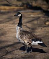 An adult Canadian goose stands in nature photo