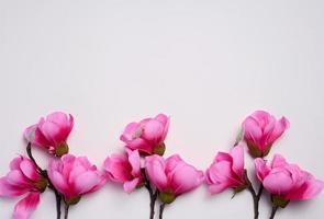 Branch with pink magnolia flowers on a white background, top view photo