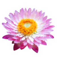 bloem element voor artwork png