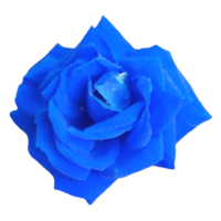 Jahrgang Blumen Design Element png