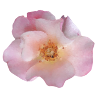 wijnoogst bloemen ontwerp element png