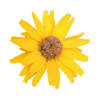 Jaune fleur png