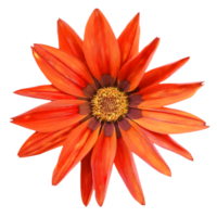 laranja gazania flor cortar Fora png