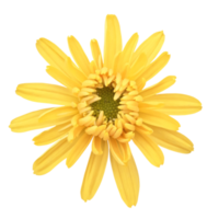 giallo gerbera fiore tagliare su png