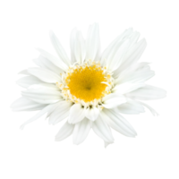 white gerbera flower cut out png